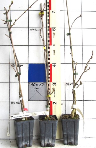 Wisteria glycine - wisteria, /