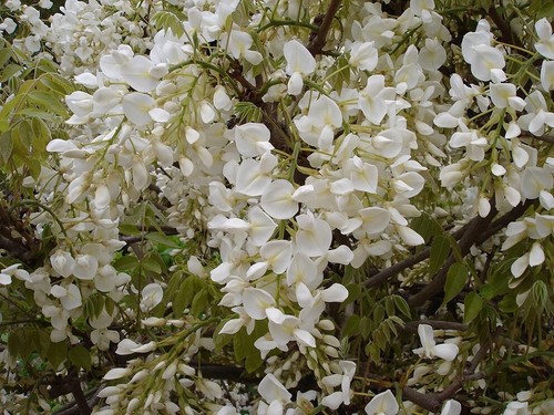 Weißer blauregen wisteria - blauregen,