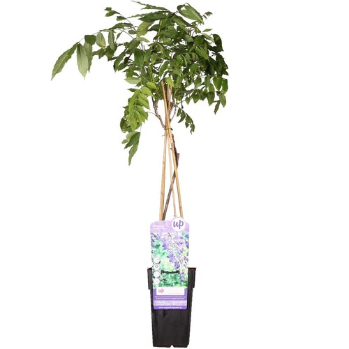 Wisteria sinensis prolific - ,