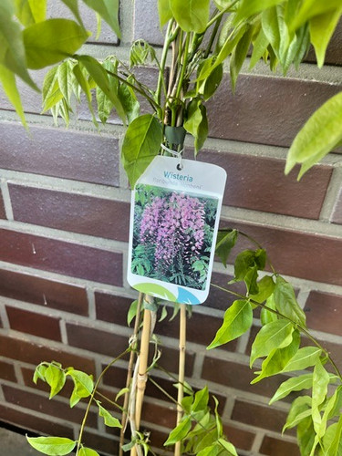 Chinesischer blauregen rosea - chinesischer, /