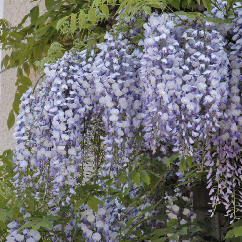 Wisteria floribunda amethyst - wisteria,