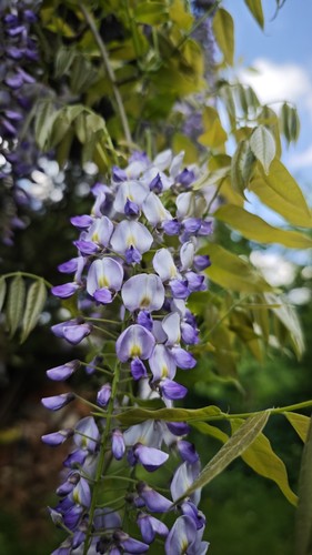 Blauregen glyzenie - blauregen,