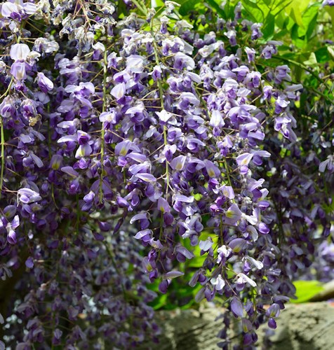 Blauregen 80cm wisteria - blauregen, 60-80cm